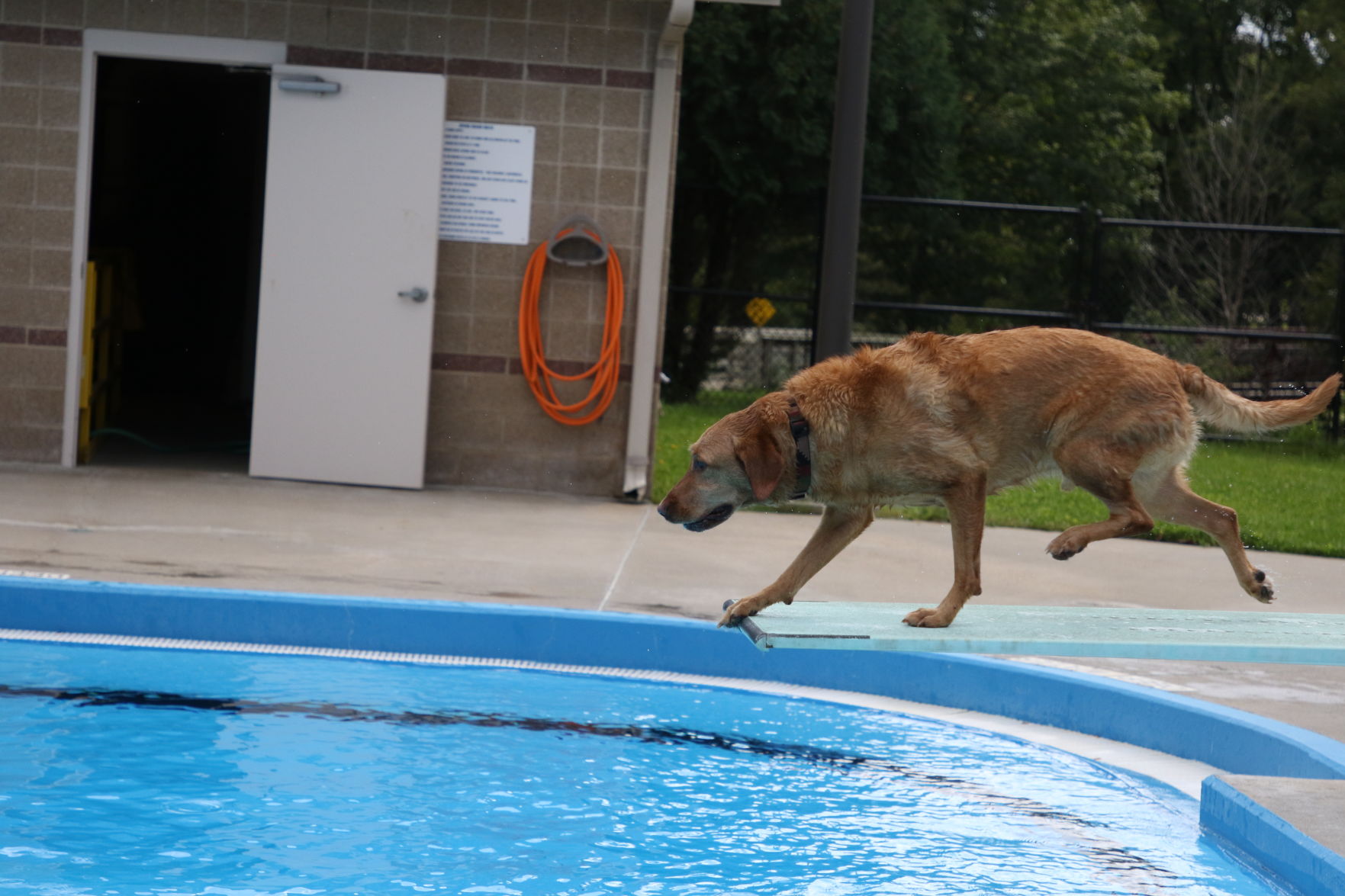 Dogs at the pool (32).JPG